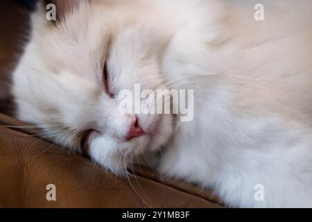 Mignon, petit chat Ragdoll. 4 mois Banque D'Images