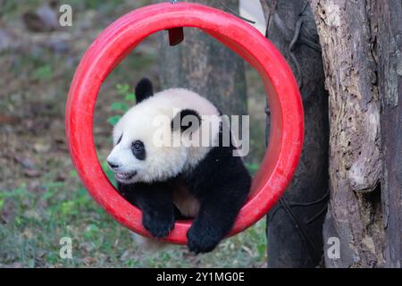 Chongqing, Chine. 08 septembre 2024. Le panda géant Mang Cancan joue sur une balançoire au zoo de Chongqing, en Chine, le 7 septembre 2024. (Photo de Costfoto/NurPhoto) crédit : NurPhoto SRL/Alamy Live News Banque D'Images