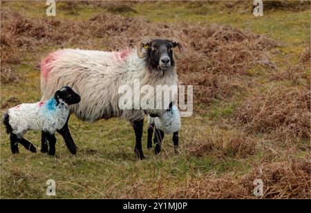 Île d'Achill, comté de Mayo, Irlande - 26 avril 2023 - mère mouton avec des agneaux jumeaux Banque D'Images