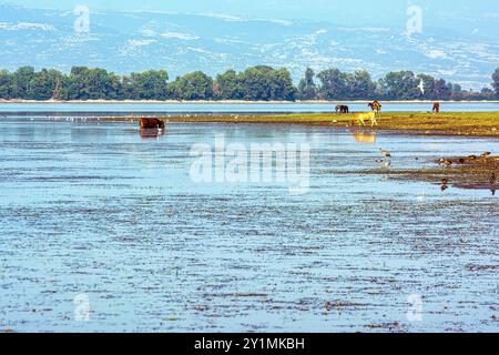 Une scène tranquille au lac Kerkini, en Grèce, avec des vaches qui paissent près du bord de l'eau et divers oiseaux pataugant dans les zones humides. Banque D'Images