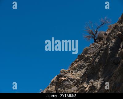 Petit arbre sur une pente rocheuse abrupte contre un ciel bleu profond à Western River Cove, Kangaroo Island, Australie. Banque D'Images