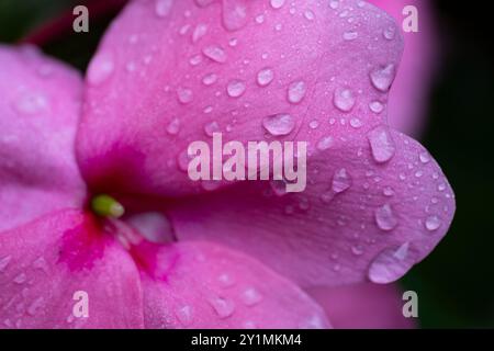 Impatiens walleriana, baume Lizzie occupé, sultana ou simplement impatiens. Belle fleur rose avec des feuilles et avec des gouttes de pluie Banque D'Images