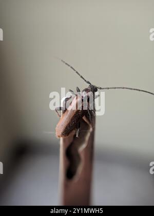 L'insecte de Tanbark (Phymatodes testaceus) Banque D'Images