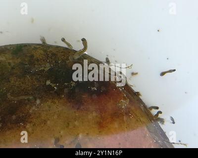 Mouches noires (Simuliidae) Insecta Banque D'Images