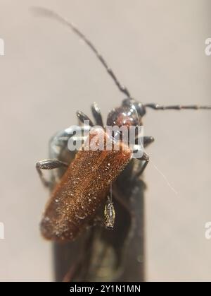 L'insecte de Tanbark (Phymatodes testaceus) Banque D'Images