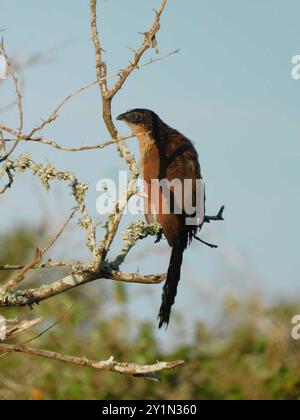 Burchell's Coucal (Centropus superciliosus burchellii) Aves Banque D'Images