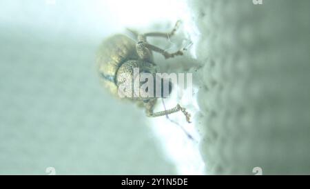 Noix Leaf Wevil (Strophosoma melanogrammum) insecte Banque D'Images