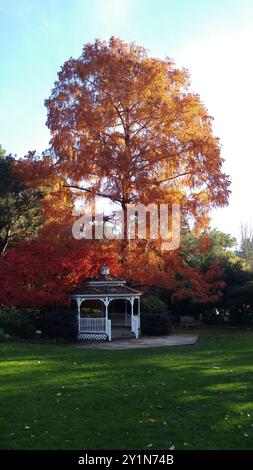 Feuilles d'or et d'orange aux couleurs vives d'un grand arbre dans les couleurs de pointe de l'automne, bordant une grande pelouse verte, soigneusement entretenue. Banque D'Images