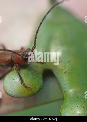 L'insecte de Tanbark (Phymatodes testaceus) Banque D'Images