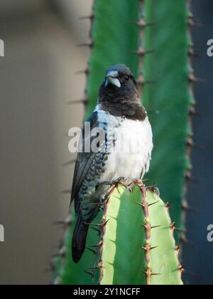 Mannikin de bronze austral (Spermestes cucullata scutata) Aves Banque D'Images