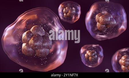 rendu 3d d'une vue microscopique de cellules multiples, chacune entourée d'une membrane translucide et contenant des structures internes plus petites. Banque D'Images