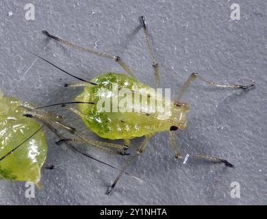 Insecte du puceron (Aulacorthum solani) Banque D'Images