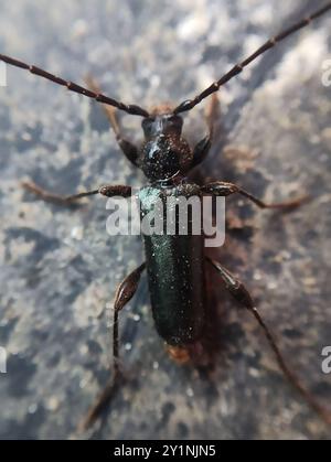 L'insecte de Tanbark (Phymatodes testaceus) Banque D'Images