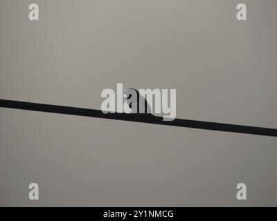 Mannikin en bronze (Spermestes cucullata) Aves Banque D'Images