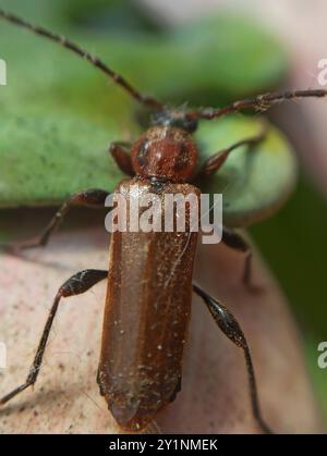 L'insecte de Tanbark (Phymatodes testaceus) Banque D'Images