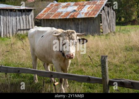 Holstein Bull en plein air pâturant à la ferme Banque D'Images