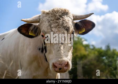 Holstein Bull en plein air pâturant à la ferme Banque D'Images