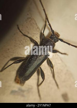 L'insecte de Tanbark (Phymatodes testaceus) Banque D'Images