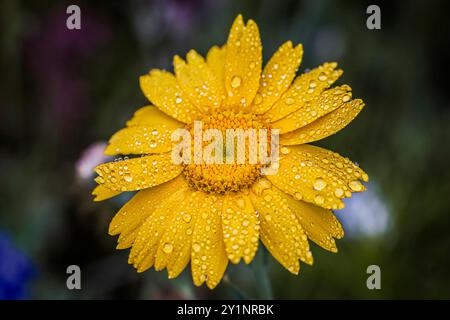 marguerite jaune dans la prairie de fleurs sauvages Banque D'Images