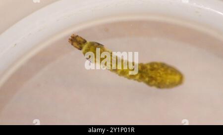 Mouches noires (Simuliidae) Insecta Banque D'Images