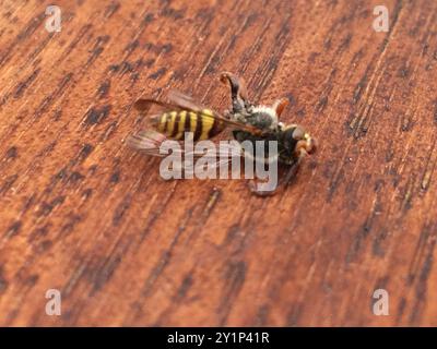 Abeille nomade à mâchoires à fourche (Nomada ruficornis) Insecta Banque D'Images