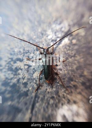 L'insecte de Tanbark (Phymatodes testaceus) Banque D'Images