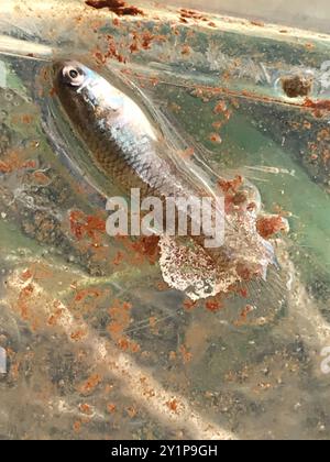 Moustique de l'Ouest (Gambusia affinis) Actinopterygii Banque D'Images