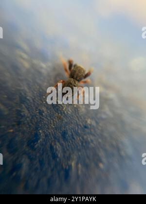 Araignée sauteuse de chêne (Ballus chalybeius) Arachnida Banque D'Images