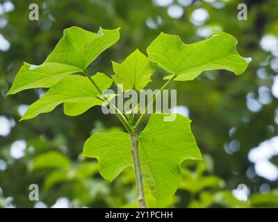 Noix de Barbade (Jatropha curcas) Plantae Banque D'Images