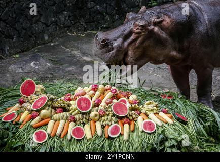 Chonburi, Thaïlande. 08 septembre 2024. Un hippopotame nain femelle nommé 'Moo Deng', ce qui signifie Pork Bouncy marche avec sa mère Jona, 25 ans, au zoo ouvert de Khao Kheow. La nouvelle star du zoo ouvert de Khao Kheow est un hippopotame nain femelle. Né le 10 juillet 2024 d'une mère nommée Jona, 25 ans, et d'un père nommé Tony, 24 ans, le cochon gonflable est le 7ème animal du zoo ouvert de Khao Kheow de ces parents. Crédit : SOPA images Limited/Alamy Live News Banque D'Images