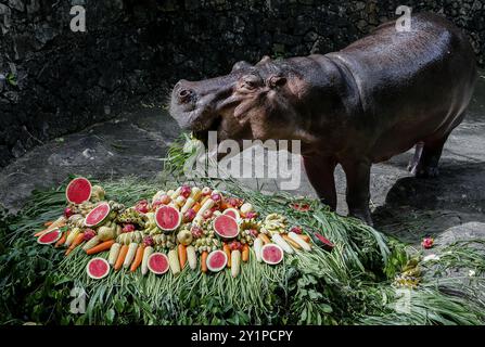 Chonburi, Thaïlande. 08 septembre 2024. Une hippopotame femelle nommée 'Mae Mali', qui signifie Jasmin, mange des fruits et légumes arrangés pour ressembler à un gâteau lors de la célébration de son 59e anniversaire au zoo ouvert de Khao Kheow. Crédit : SOPA images Limited/Alamy Live News Banque D'Images