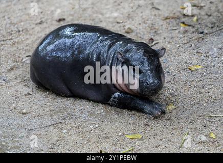 Chonburi, Thaïlande. 08 septembre 2024. Un hippopotame nain femelle nommé « Moo Deng », ce qui signifie que le porc rebondit se trouve sur le sol au zoo ouvert de Khao Kheow. La nouvelle star du zoo ouvert de Khao Kheow est un hippopotame nain femelle. Né le 10 juillet 2024 d'une mère nommée Jona, 25 ans, et d'un père nommé Tony, 24 ans, le cochon gonflable est le 7ème animal du zoo ouvert de Khao Kheow de ces parents. (Photo de Chaiwat Subprasom/SOPA images/Sipa USA) crédit : Sipa USA/Alamy Live News Banque D'Images