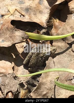 Grenouille cricket de Blanchard (Acris blanchardi) Amphibia Banque D'Images