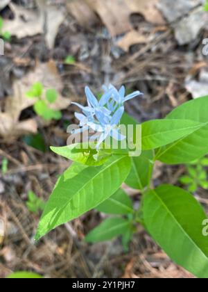 bluestar oriental (Amsonia tabernaemontana) Plantae Banque D'Images