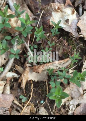 Paille de lit de réglisse (Galium circaezans) Plantae Banque D'Images