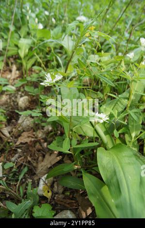 Sweet Spurge (Euphorbia dulcis) Plantae Banque D'Images