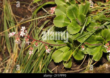 Londonpride (Saxifraga × urbium) Plantae Banque D'Images