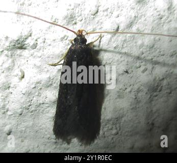 Insectes de papillons de nuit à cornes longues (Lecithoceridae) Banque D'Images