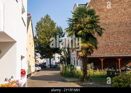 Un palmier planté en 2006 pousse dans le district de Niehl à Cologne, en Allemagne. Eine im Jahr 2006 gepflanzte Palme im Stadtteil Niehl, Koeln, Deutschlan Banque D'Images