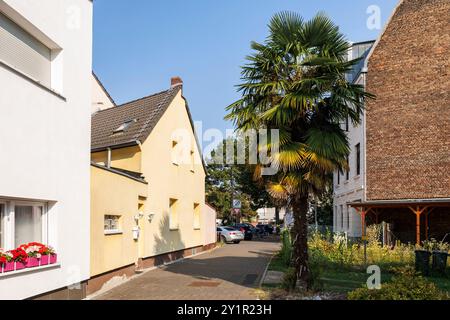 Un palmier planté en 2006 pousse dans le district de Niehl à Cologne, en Allemagne. Eine im Jahr 2006 gepflanzte Palme im Stadtteil Niehl, Koeln, Deutschlan Banque D'Images