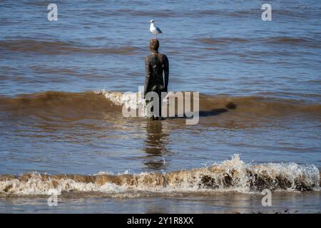 Un des hommes de fer Anthony Gormley iof un autre endroit dans les vagues sur la plage de Crosby avec une mouette perchée sur sa tête. Banque D'Images