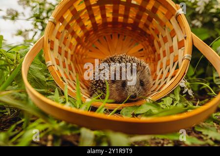 Un hérisson curieux qui jette un coup d'œil à son panier en osier Home in the Garden. Banque D'Images