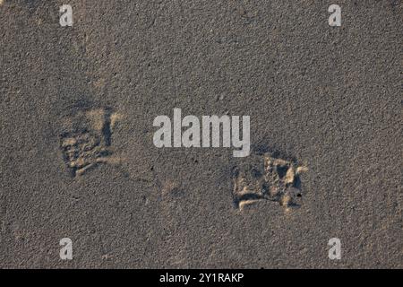 Empreintes d'un goéland riant sur une plage de sable en Normandie, France Banque D'Images