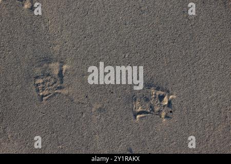 Empreintes d'un goéland riant sur une plage de sable en Normandie, France Banque D'Images