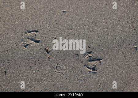 Empreintes d'un goéland riant sur une plage de sable en Normandie, France Banque D'Images