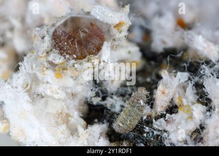 Larves microscopiques de coléoptère prédateur Cybocephalus politus dans une colonie de Pseudaulacaspis pentagona, écaille de pêche blanche sur écorce d'arbre fruitier Banque D'Images