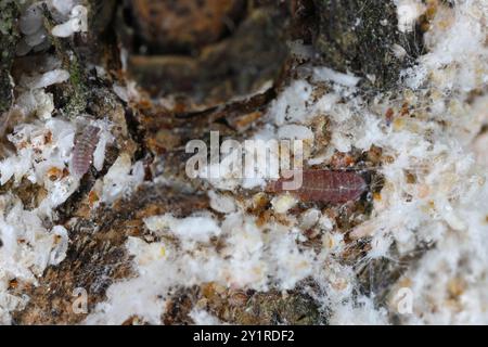 Larves microscopiques de coléoptère prédateur Cybocephalus politus dans une colonie de Pseudaulacaspis pentagona, écaille de pêche blanche sur écorce d'arbre fruitier Banque D'Images