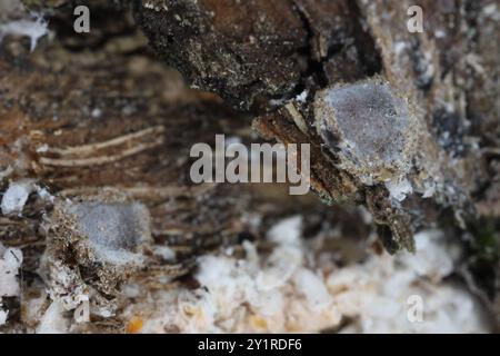 Coléoptère prédateur de taille microscopique Cybocephalus politus cocoon dans une colonie de Pseudaulacaspis pentagona, écaille de pêche blanche sur écorce d'arbre fruitier Banque D'Images