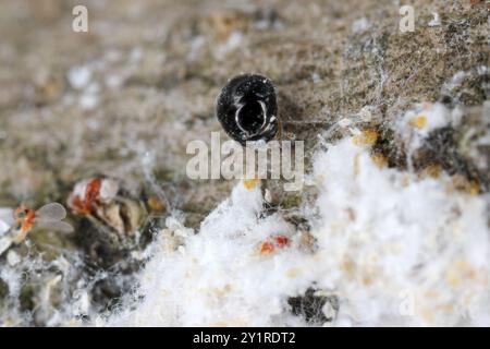 Coléoptère prédateur de taille microscopique Cybocephalus politus dans une colonie de Pseudaulacaspis pentagona, écaille de pêche blanche sur écorce d'arbre fruitier en verger Banque D'Images