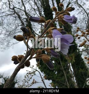 Arbre princesse (Paulownia tomentosa) Plantae Banque D'Images